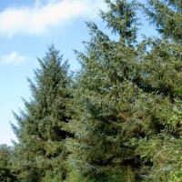 Sitka Spruce